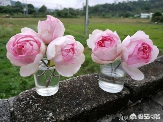 ***香的幾款月季品種是什么？ 什么品種的月季花(圖3)