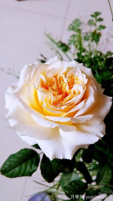 ***香的幾款月季品種是什么？ 什么品種的月季花(圖7)