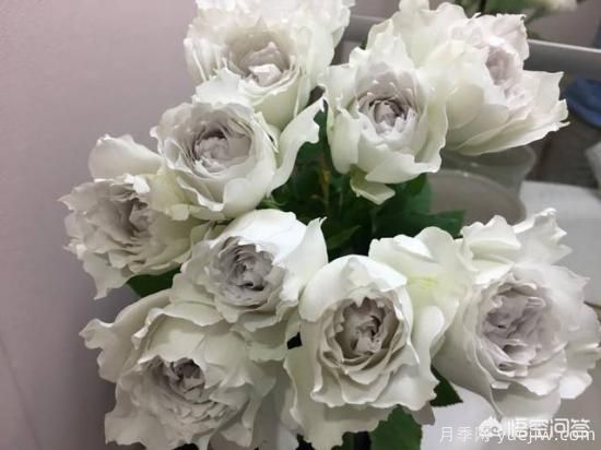 ***香的幾款月季品種是什么？ 什么品種的月季花(圖4)