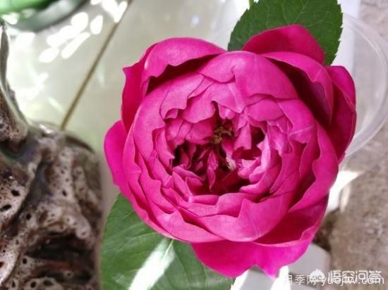 ***香的幾款月季品種是什么？ 什么品種的月季花(圖5)