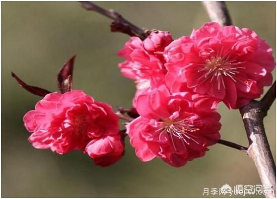 園林適合種植紅葉碧桃嗎？(圖4)