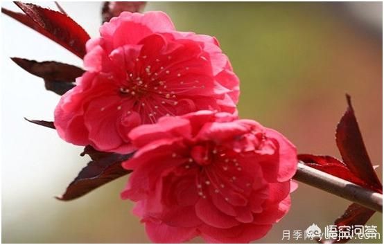 園林適合種植紅葉碧桃嗎？(圖2)