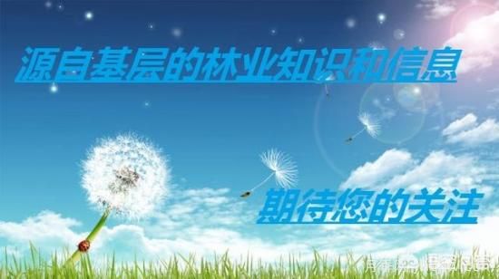 園林適合種植紅葉碧桃嗎？(圖5)
