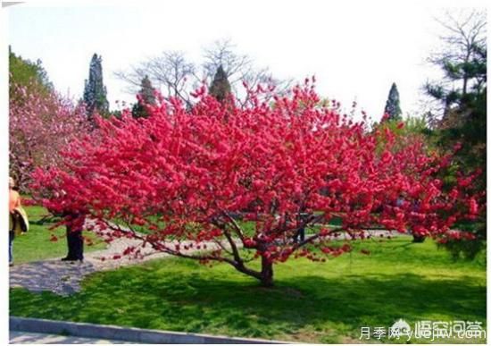 園林適合種植紅葉碧桃嗎？(圖1)