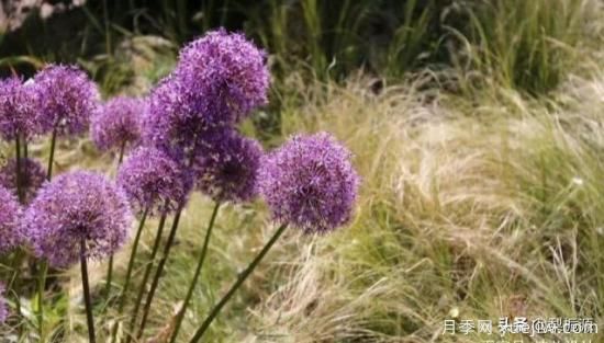 天津市哪賣月季花品種***多？(圖3)