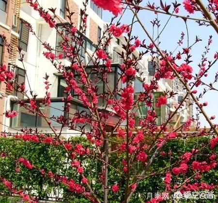 園林適合種植紅葉碧桃嗎？(圖9)