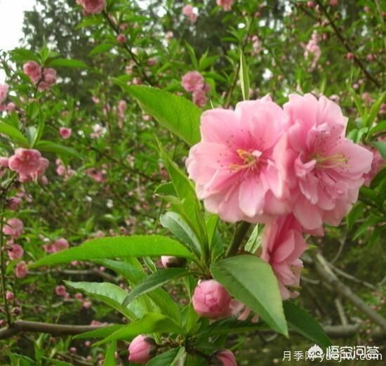 園林適合種植紅葉碧桃嗎？(圖10)