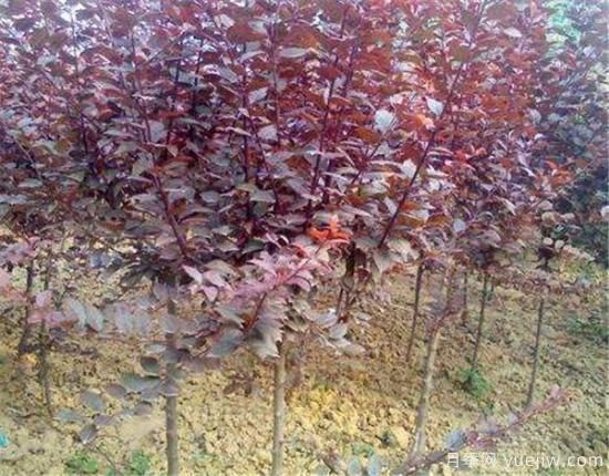 紅葉李常見(jiàn)的病蟲(chóng)害有哪些 如何防治紅葉李病蟲(chóng)危害(圖2)