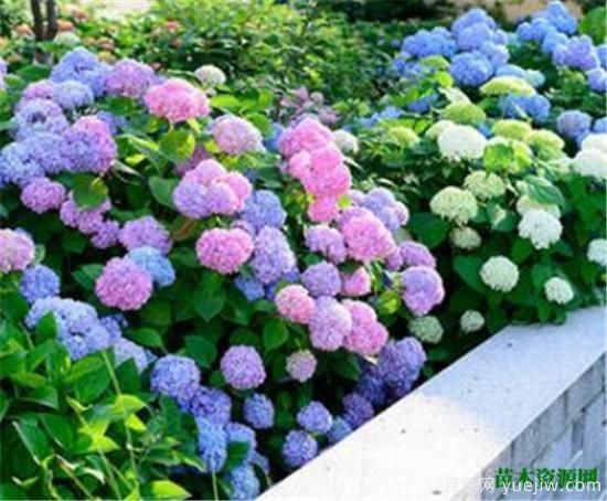 家里千萬(wàn)不能養(yǎng)的6種花 家里養(yǎng)花禁忌(圖1)