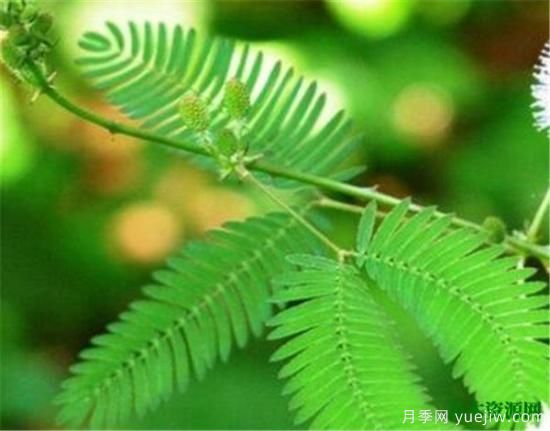 家里千萬(wàn)不能養(yǎng)的6種花 家里養(yǎng)花禁忌(圖3)
