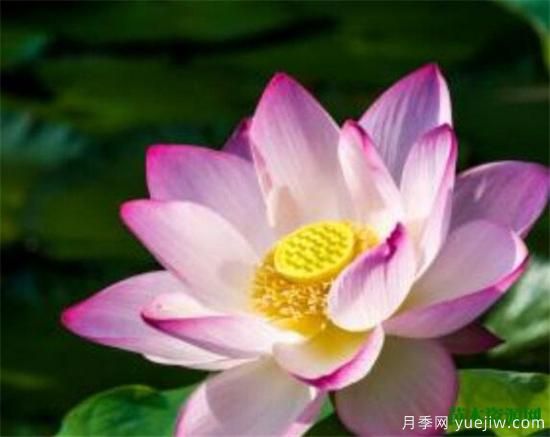 家里千萬(wàn)不能養(yǎng)的6種花 家里養(yǎng)花禁忌(圖2)