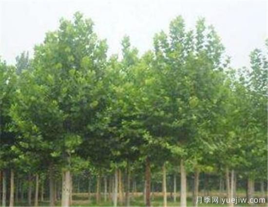 北京地區(qū)法桐樹什么時(shí)候施肥好(圖2)