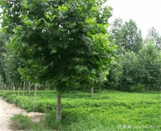北京地區(qū)法桐樹什么時(shí)候施肥好(圖3)