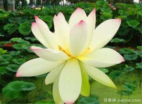 荷花苗的品種有哪些 荷花名稱圖片大全(圖1)