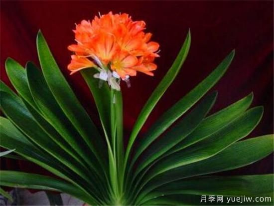 君子蘭什么時(shí)候開花 君子蘭的花語和寓意象征(圖2)