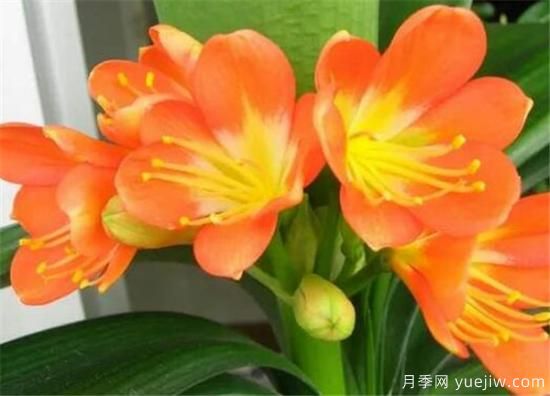 君子蘭什么時(shí)候開花 君子蘭的花語和寓意象征(圖3)