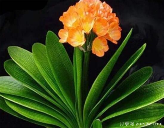 君子蘭什么時(shí)候開花 君子蘭的花語和寓意象征(圖1)