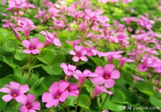 紅花酢漿草幾月份開(kāi)花 紅花酢漿草的花語(yǔ)和寓意(圖2)
