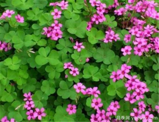 紅花酢漿草幾月份開(kāi)花 紅花酢漿草的花語(yǔ)和寓意(圖1)