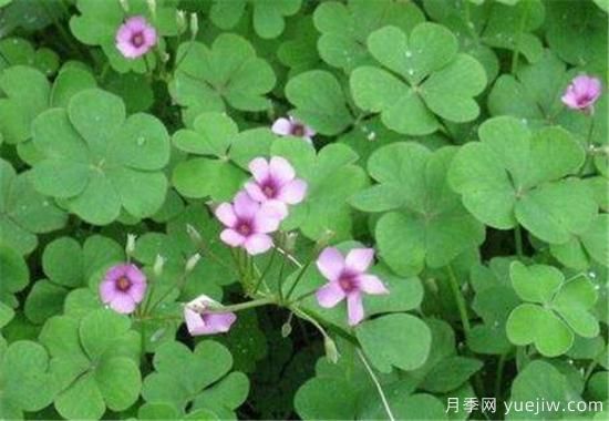 紅花酢漿草幾月份開(kāi)花 紅花酢漿草的花語(yǔ)和寓意(圖3)