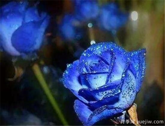 藍色妖姬的折法，藍色妖姬適合送給什么人(圖1)