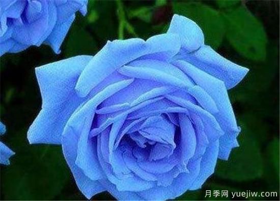 藍(lán)色妖姬價(jià)格多少錢一朵？有什么寓意？(圖1)