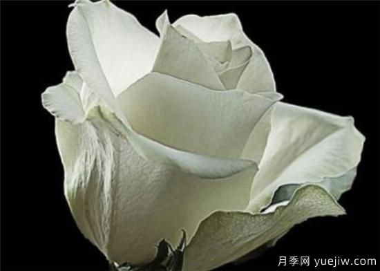 11朵、33朵、66朵白玫瑰代表的什么意思(圖3)
