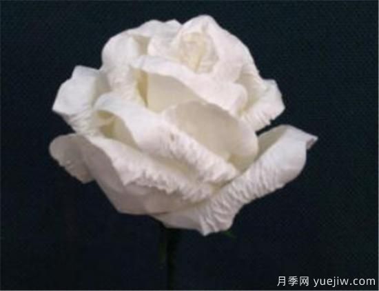 白玫瑰幾月份開花 白玫瑰的花語寓意(圖2)