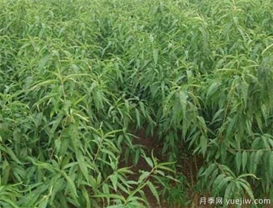 桃樹嫁接時間是幾月份 桃樹嫁接方法有哪些(圖2)