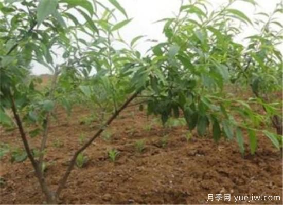 桃樹嫁接時間是幾月份 桃樹嫁接方法有哪些(圖1)