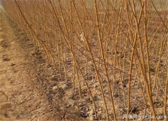 桃樹什么時(shí)間修剪 冬季夏季桃樹修剪需要注意什么(圖2)