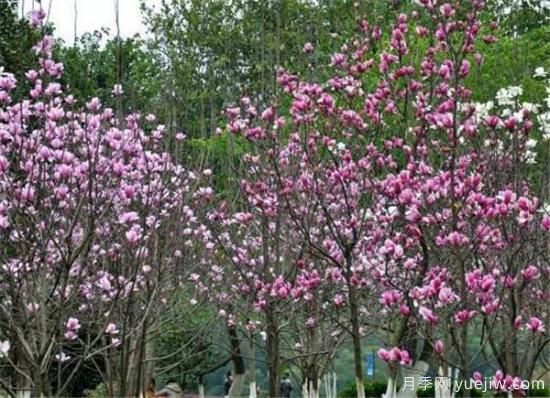 紫玉蘭繁殖方法，紫玉蘭的種植和管理技術(shù)(圖1)