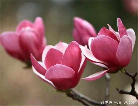 紫玉蘭幾月份開花？南陽紫玉蘭的花語和寓意(圖1)