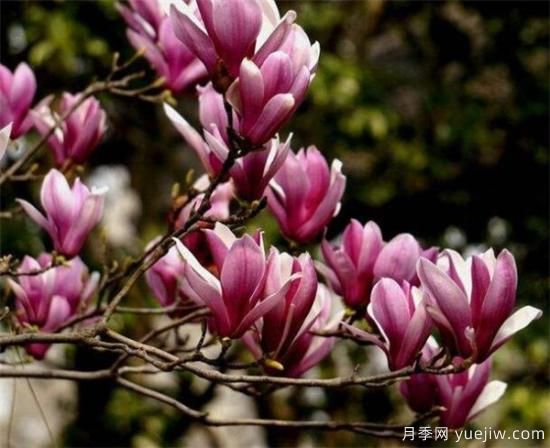 紫玉蘭小苗多少錢一棵？南陽2、3、4公分紫玉蘭價格表(圖1)