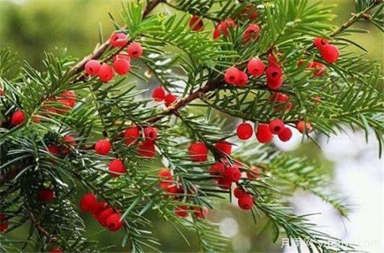 紅豆杉盆景制作方法 紅豆杉的養(yǎng)殖方法和注意事項(圖2)
