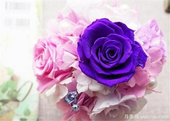 變色玫瑰為什么會變色 變色玫瑰怎么養(yǎng)殖方法(圖3)