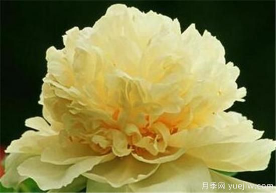 花中之王是什么花 中國(guó)十大名花資料介紹(圖3)