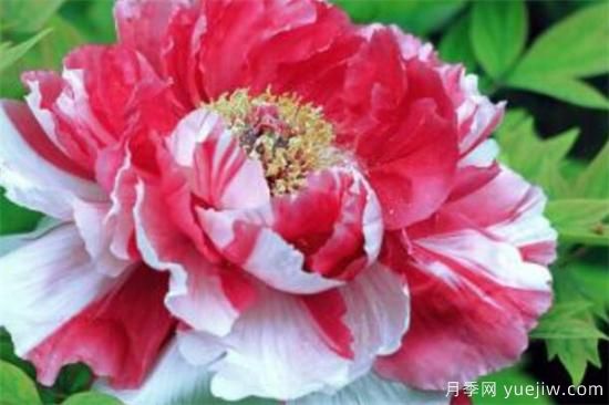 花中之王是什么花 中國(guó)十大名花資料介紹(圖1)