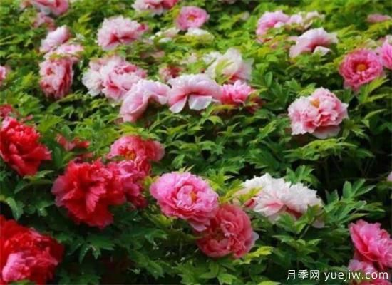 花中之王是什么花 中國(guó)十大名花資料介紹(圖2)