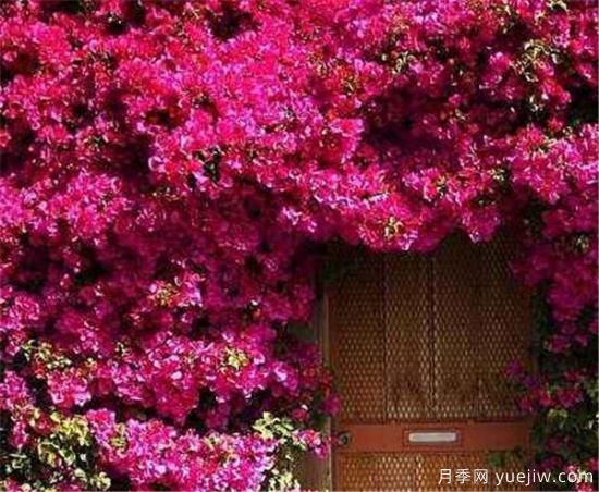 爬墻植物哪些***好養(yǎng) 養(yǎng)爬墻植物注意事項(xiàng)(圖3)