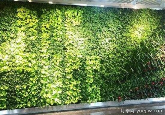 立體綠化和垂直綠化區(qū)別 立體綠化的作用有哪些(圖1)