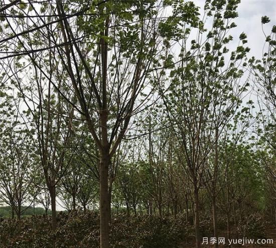 國槐的種植間距你覺得應該如何控制比較好(圖1)