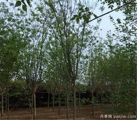 國槐的種植間距你覺得應該如何控制比較好(圖3)