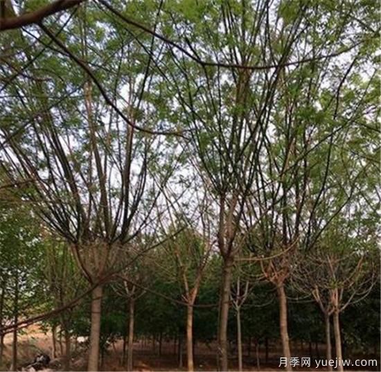 國槐的種植間距你覺得應該如何控制比較好(圖2)