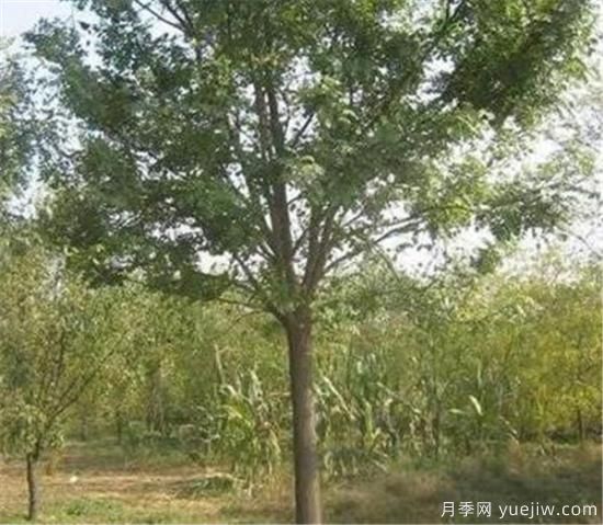 國槐是冬季修剪還是春季修剪好 國槐什么時(shí)間修剪好(圖1)