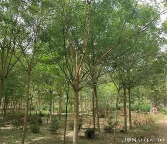 國槐是冬季修剪還是春季修剪好 國槐什么時(shí)間修剪好(圖2)