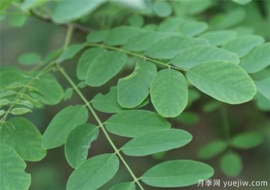 國槐的樹葉和果實(shí)的功效價(jià)值(圖1)