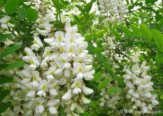 槐花是國槐開的花嗎？能不能吃？(圖1)