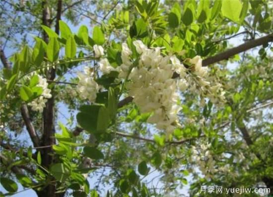 國槐、刺槐、洋槐，這三個的區(qū)別辦法是什么？(圖2)