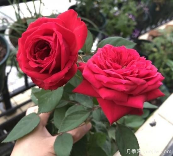 大花微月的永遠(yuǎn)/永恒系列月季都有哪些品種(圖6)